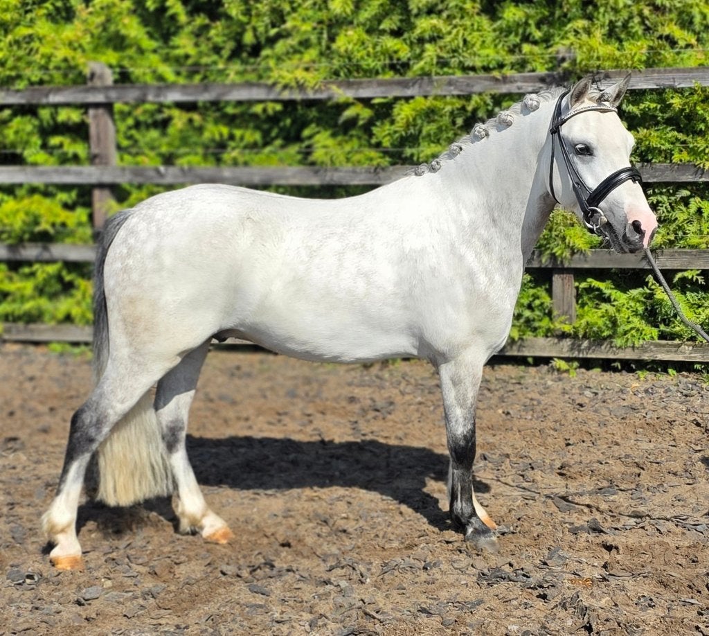 *** 5-jarige Welsh A Ruin / Menpony ***, Dieren en Toebehoren, Pony's, Ruin, 3 tot 6 jaar, B pony (1.17m tot 1.27m), Tuigpony