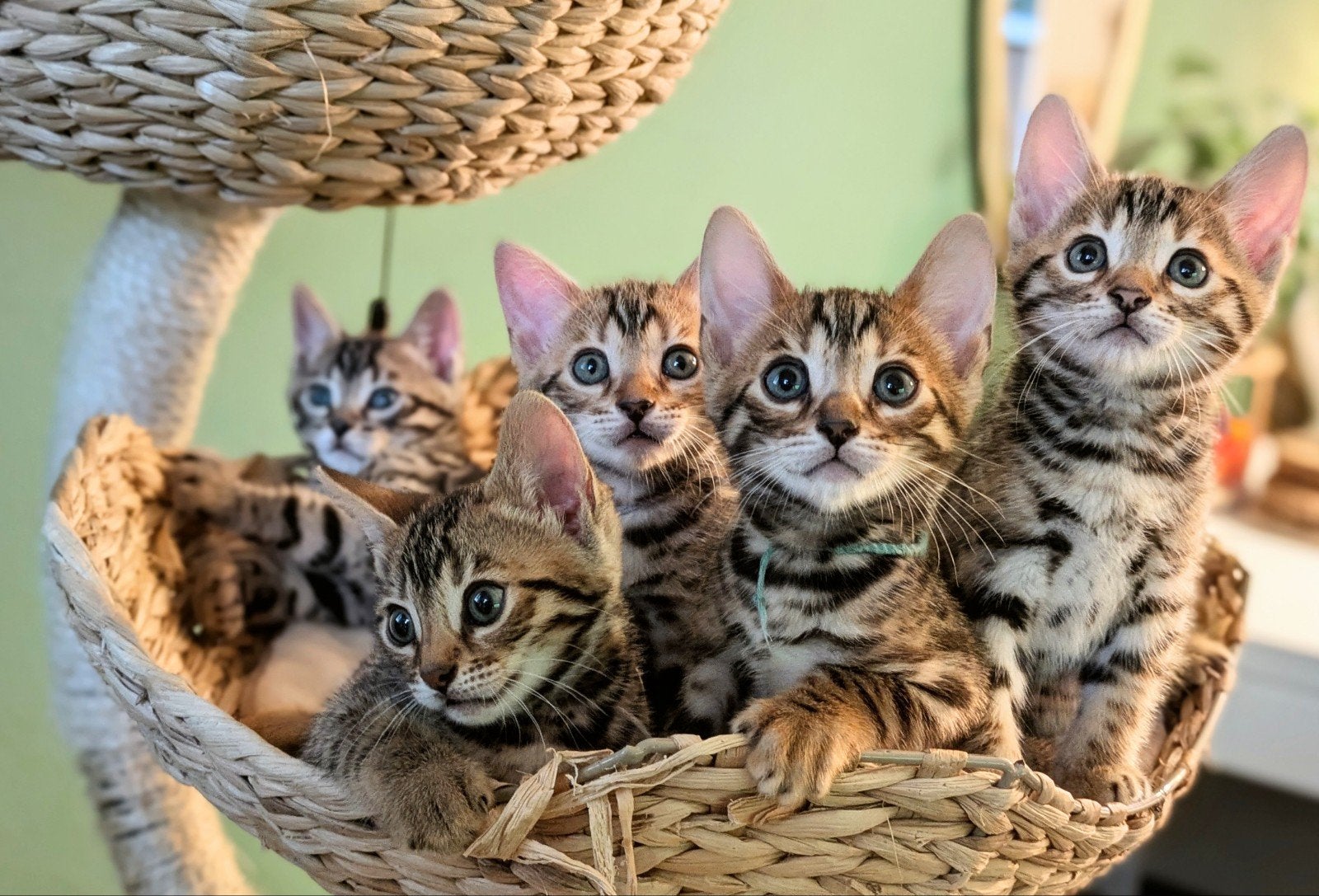 Prachtige Bengaal kittens! UPDATE ->, Meerdere dieren, Gechipt