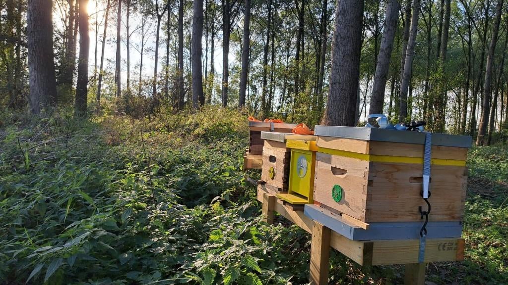 Imker zoekt nieuwe plek voor bijenkasten, Bijen