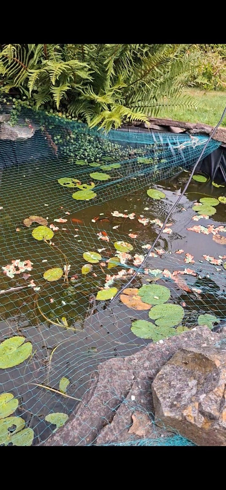 Gratis jonge goudvissen op te halen, Tuin en Terras, Vijvers, Ophalen