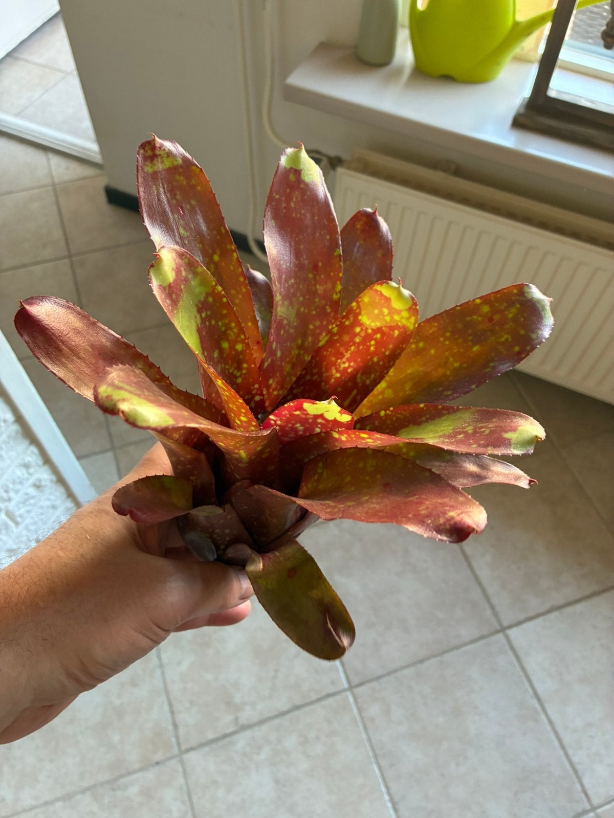 Neoregelia yellow nail, Ophalen, Zo goed als nieuw