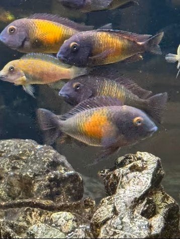 Nakweek van wildvang kweekgroep Tropheus moorii Kasakalawe!!, Dieren en Toebehoren, Vissen | Aquariumvissen, Vis, Zoetwatervis