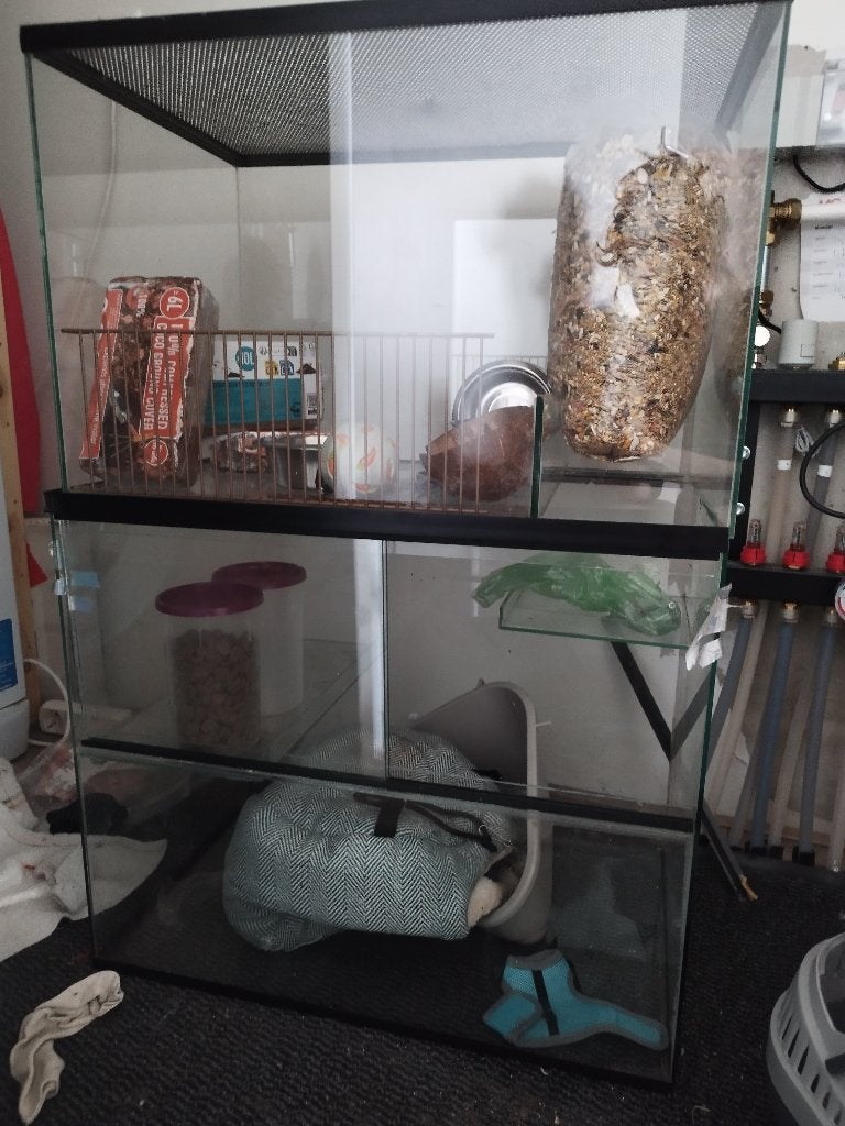 Knaagdier terrarium gerbilarium, Dieren en Toebehoren, Knaagdieren en Konijnen | Hokken en Kooien, Ophalen, Kooi, Gebruikt, Minder dan 75 cm