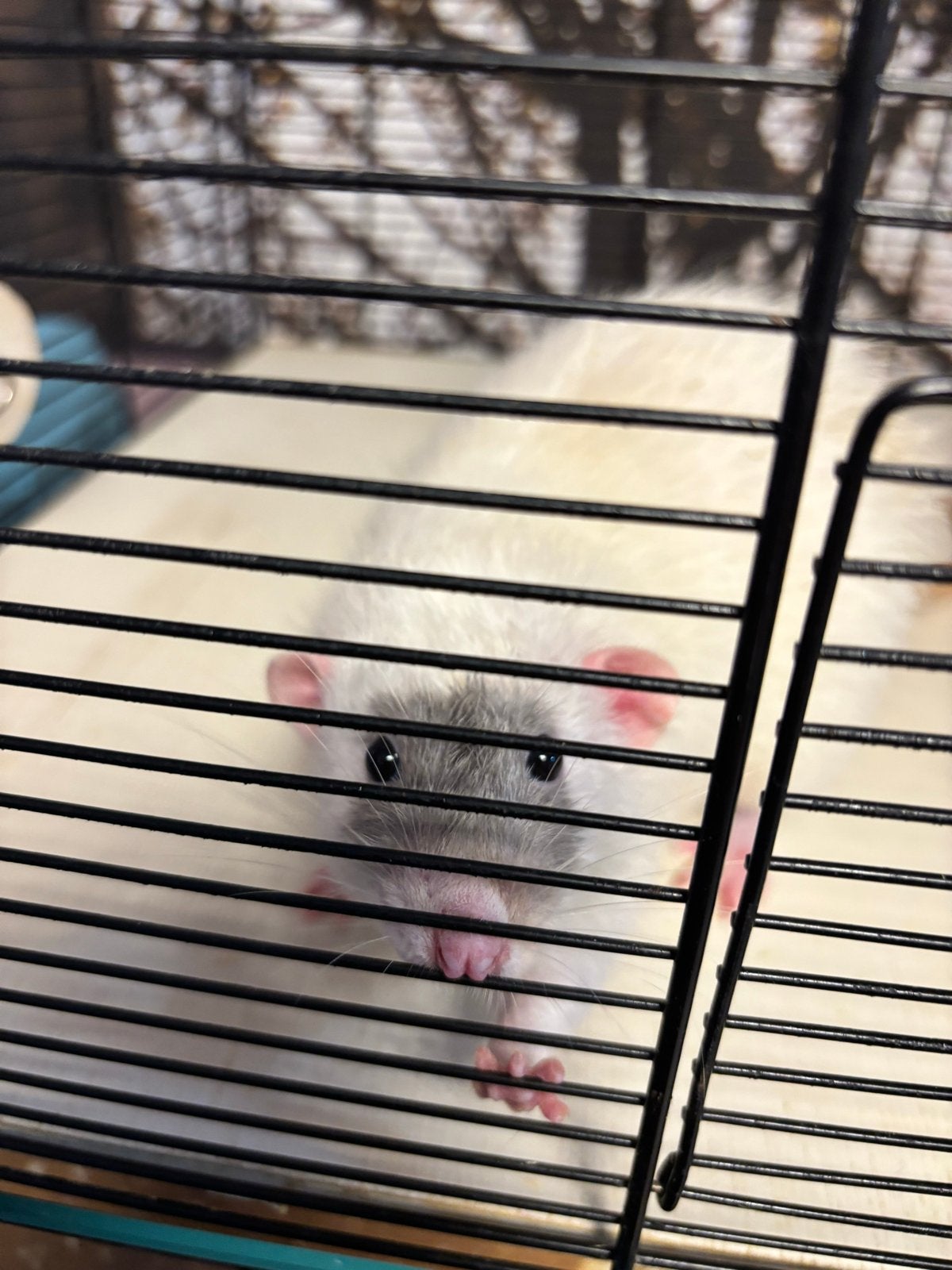 Dumbo rat, December, Mannelijk, Rat
