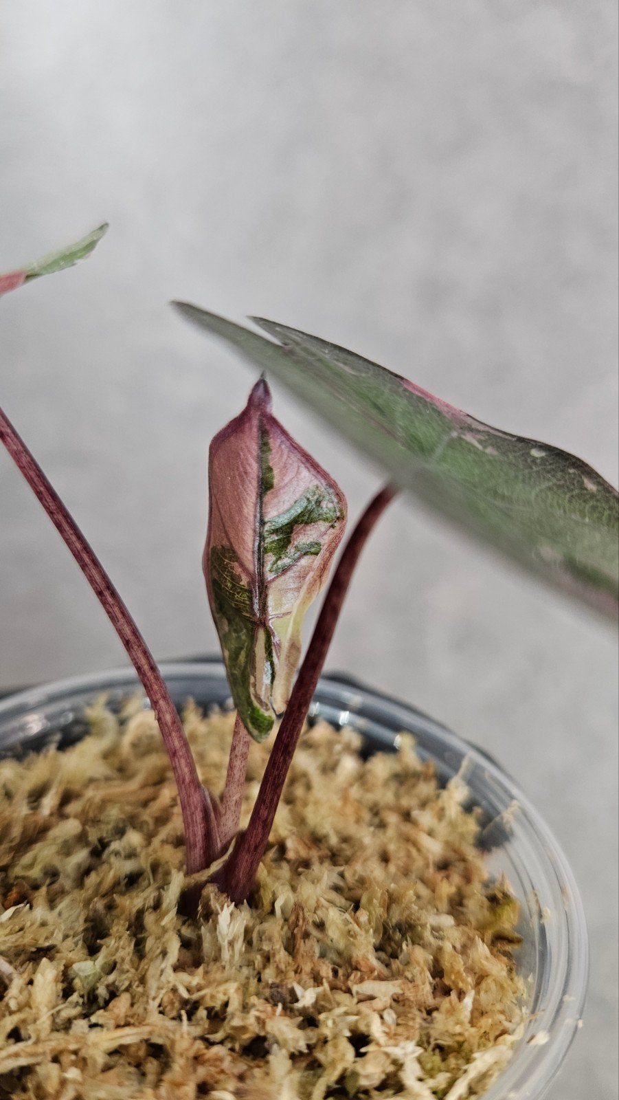 Alocasia 'Serendipity' Pink Variegata, Ophalen of Verzenden, Halfschaduw, Minder dan 100 cm