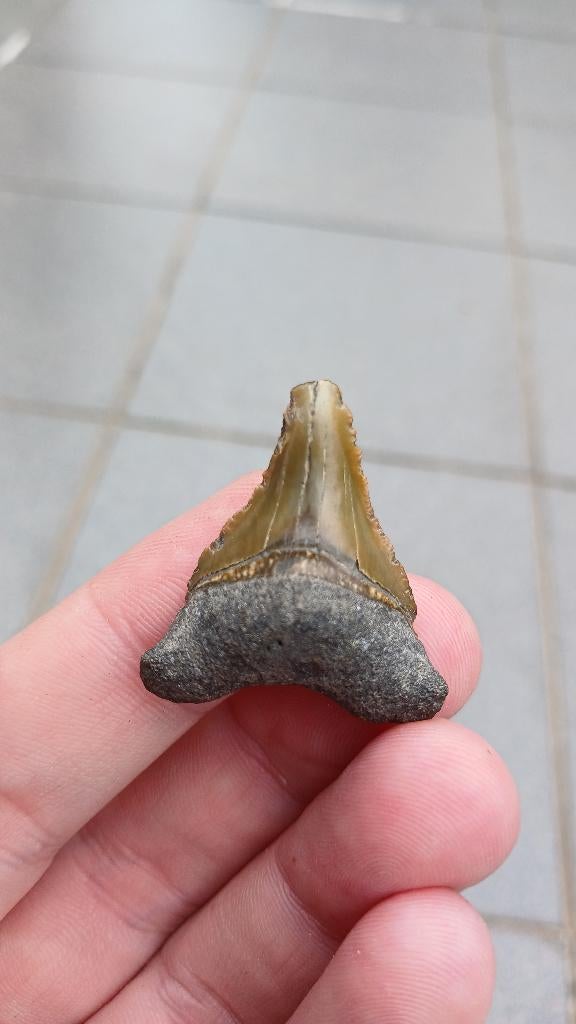 Megalodon haaientand uit Bone Valley fossiel, Ophalen of Verzenden, Fossiel