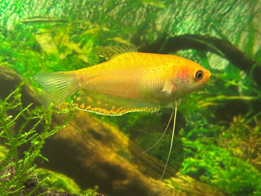 Goudgourami, Dieren en Toebehoren, Vis, Zoetwatervis