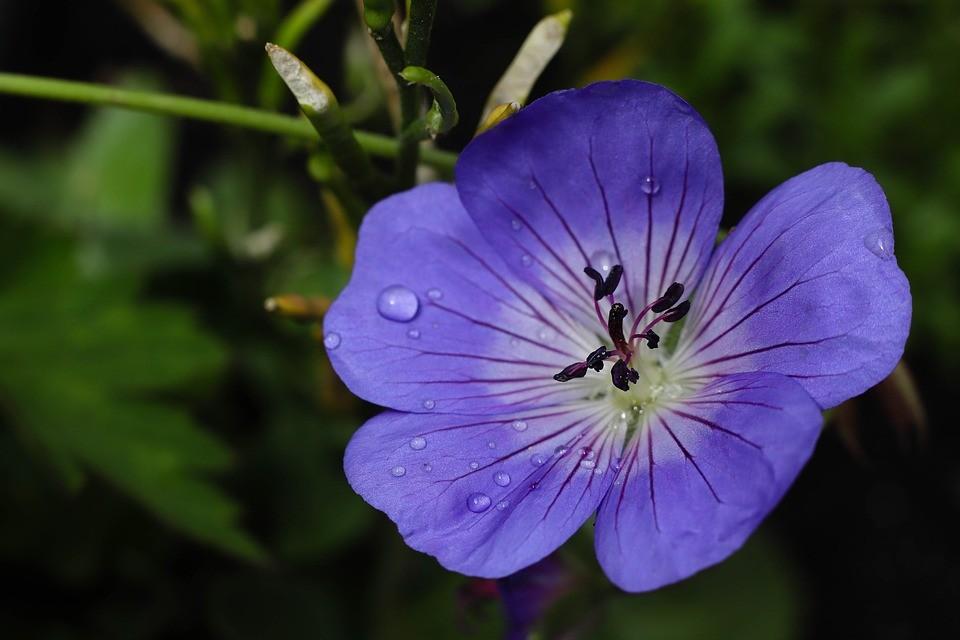 Geranium, Azure Rusch, de compacte variant van de Rozanne!!, Vaste plant, Halfschaduw, Zomer, Ophalen