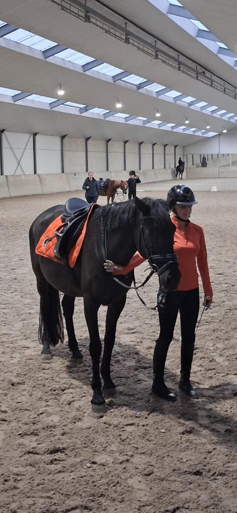 ‼️bijrijd/verzorgpony gezocht, Dieren en Toebehoren, Paarden en Pony's | Overige Paardenspullen, Ophalen of Verzenden, Nieuw, Overige soorten