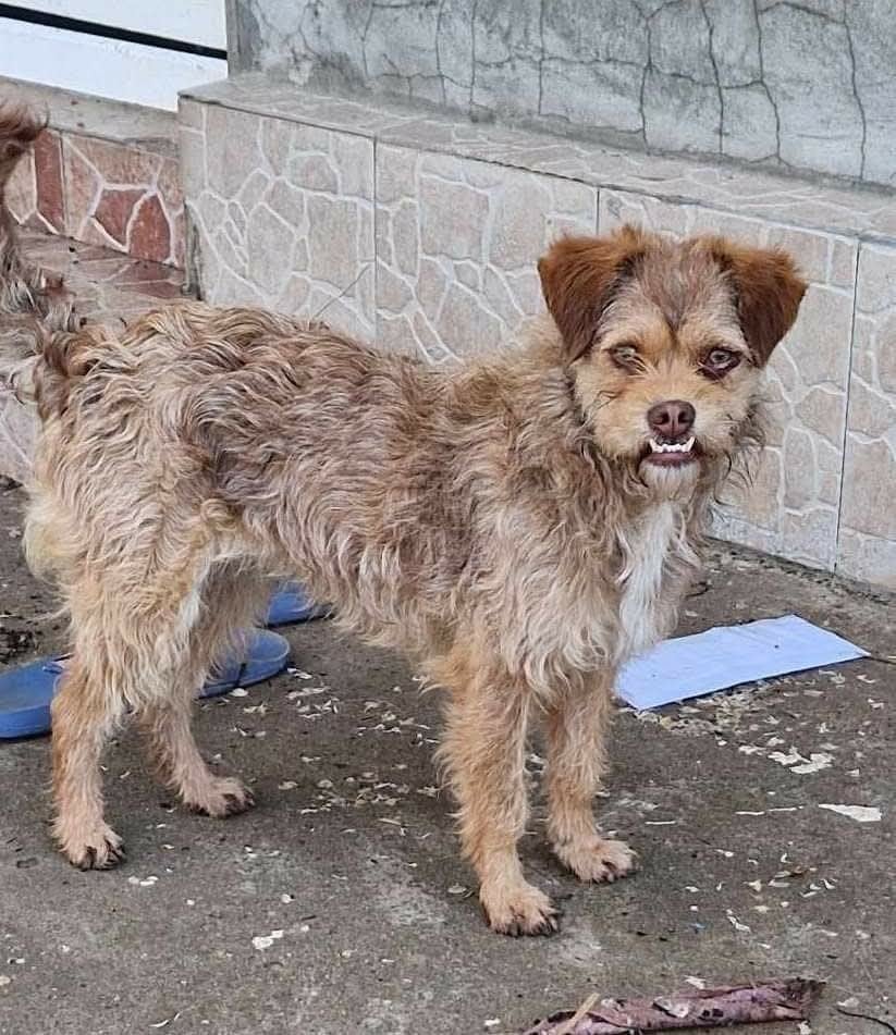lieve valisia ter adoptie!, Dieren en Toebehoren, Honden | Niet-rashonden, Particulier, Buitenland, Teef, Eén hond