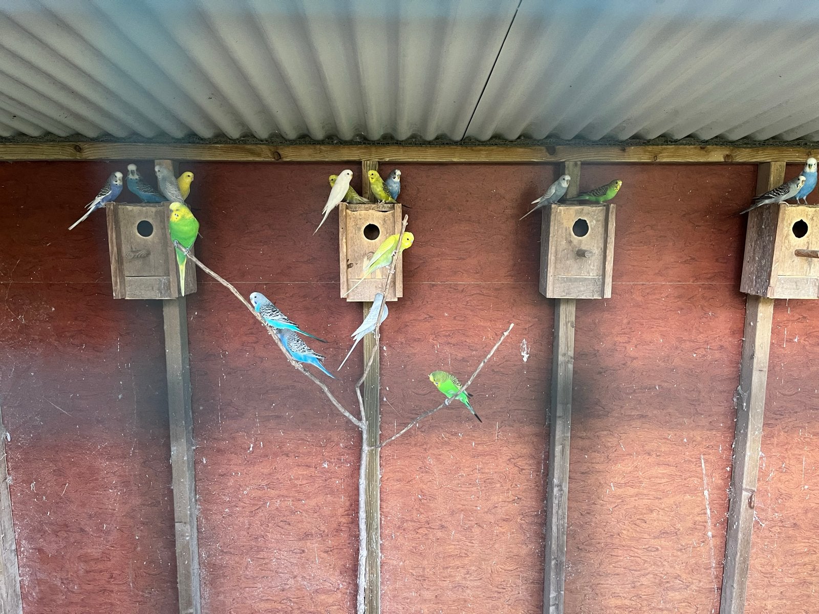 Jonge grasparkieten te koop!, Meerdere dieren, Parkiet