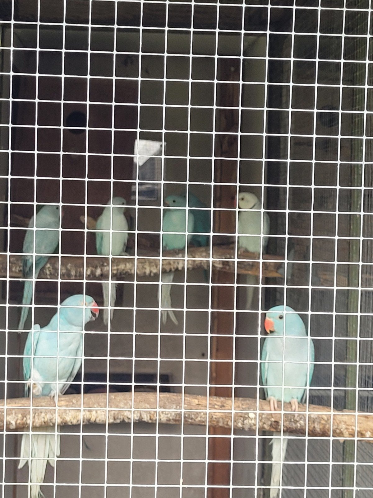 Te koop halsbandparkiet met jonge halsbandparkiet, Ophalen, Hout, Vogelkooi