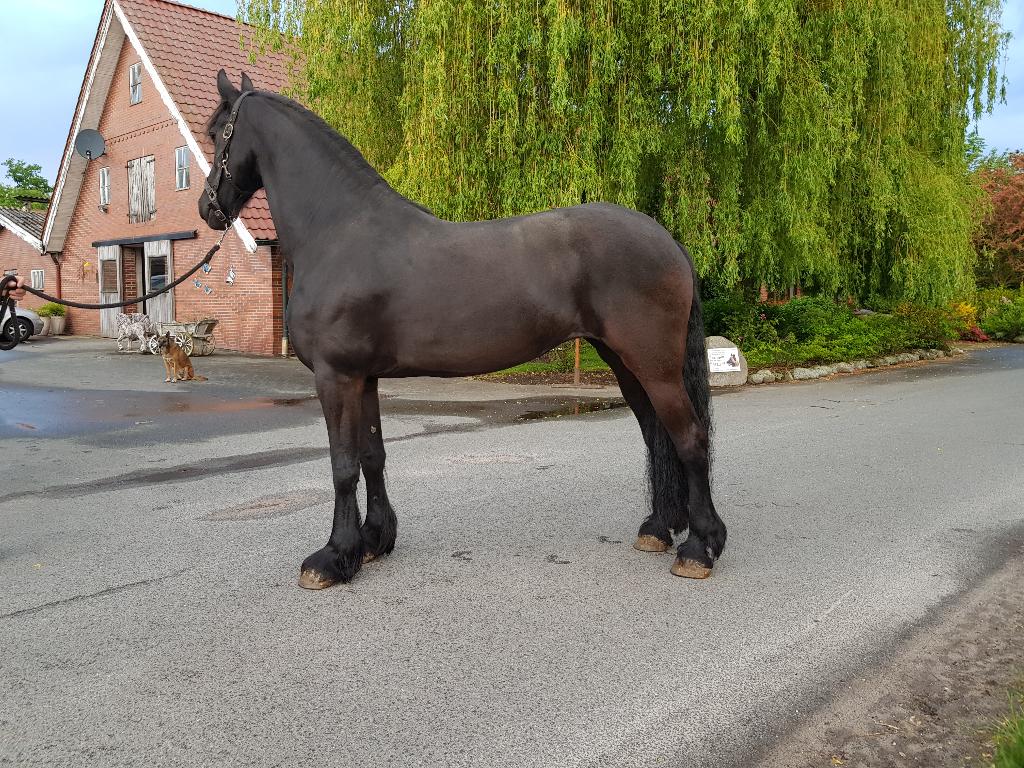 Friese merrie, Dieren en Toebehoren, Paarden, Merrie, Met stamboom, 7 tot 10 jaar, 160 tot 165 cm