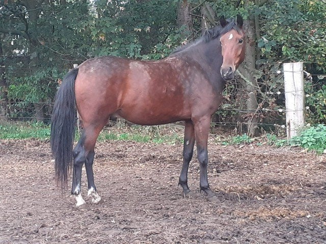 2,5 jarige New Forest pony, Ruin, Onbeleerd, 3 tot 6 jaar