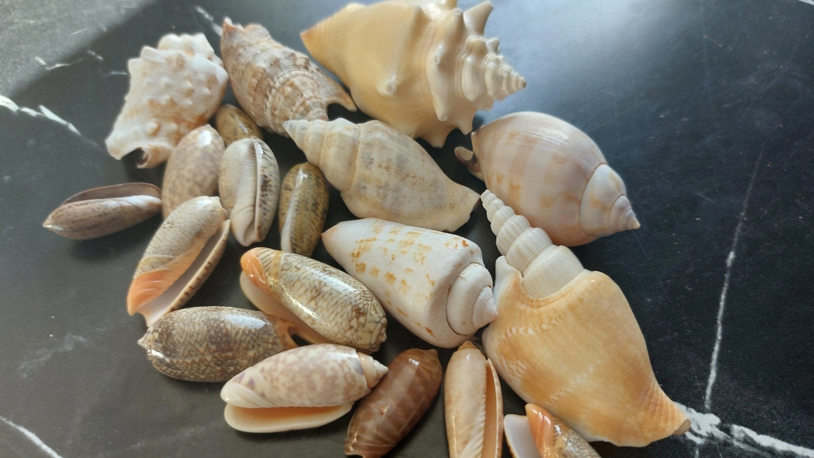 te koop schelpen, Ophalen of Verzenden, Schelp(en)