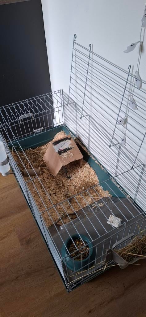 2 cavia 's plus kooi, Ophalen, Zo goed als nieuw, Minder dan 65 cm