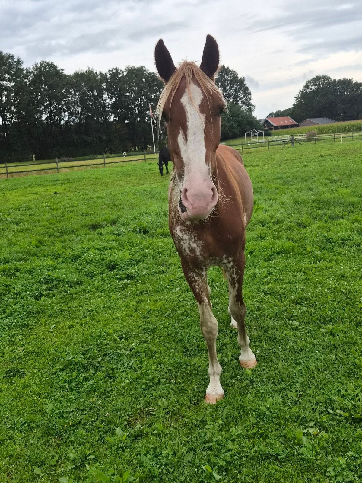 zeer mooie en brave 2 jarige tuigpaard ruin, Minder dan 160 cm, Met stamboom, Ruin, 0 tot 2 jaar