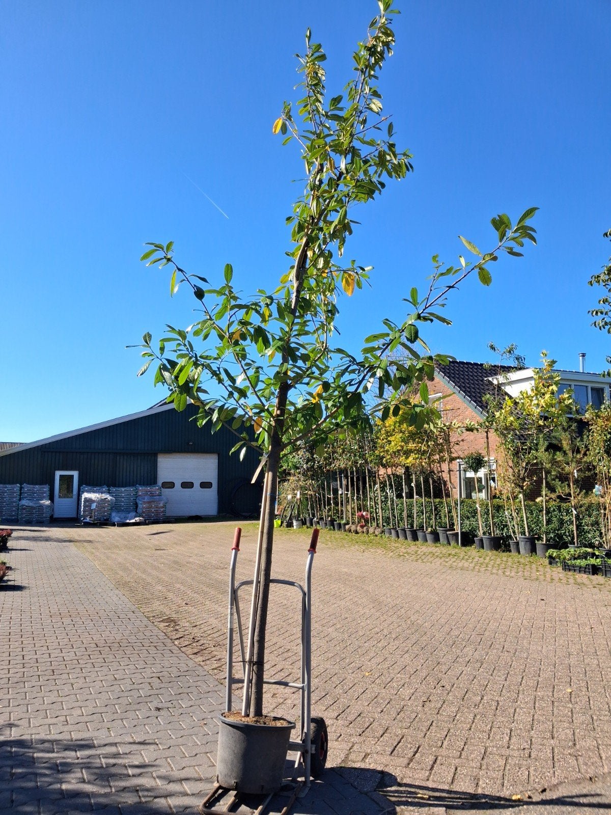Hoogstam Laurier (Prunus laurocerasus) - Wintergroen, Ophalen of Verzenden, Halfschaduw, Overige soorten, 100 tot 250 cm