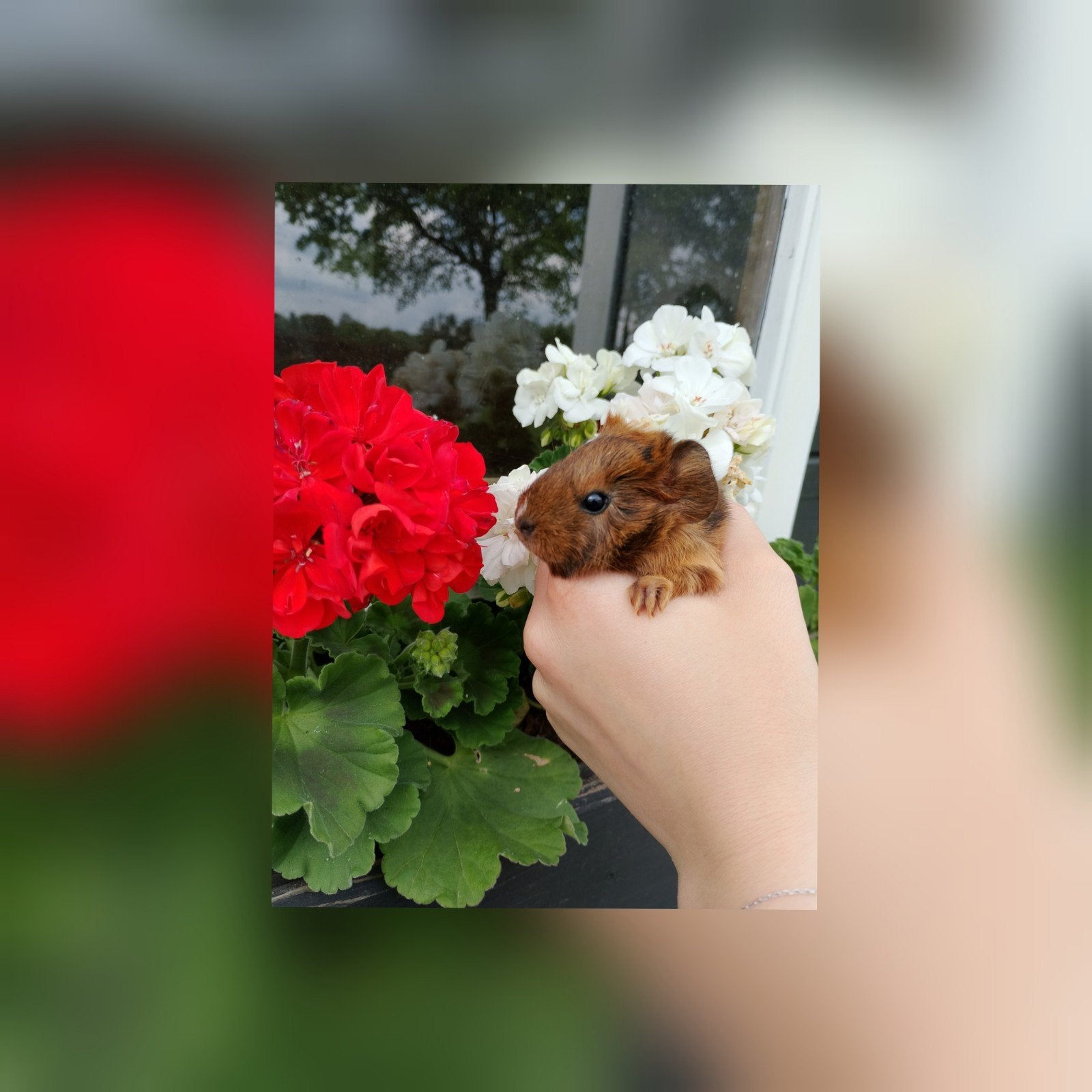 Baby cavia's, Cavia, Mannelijk, Mei, Tam