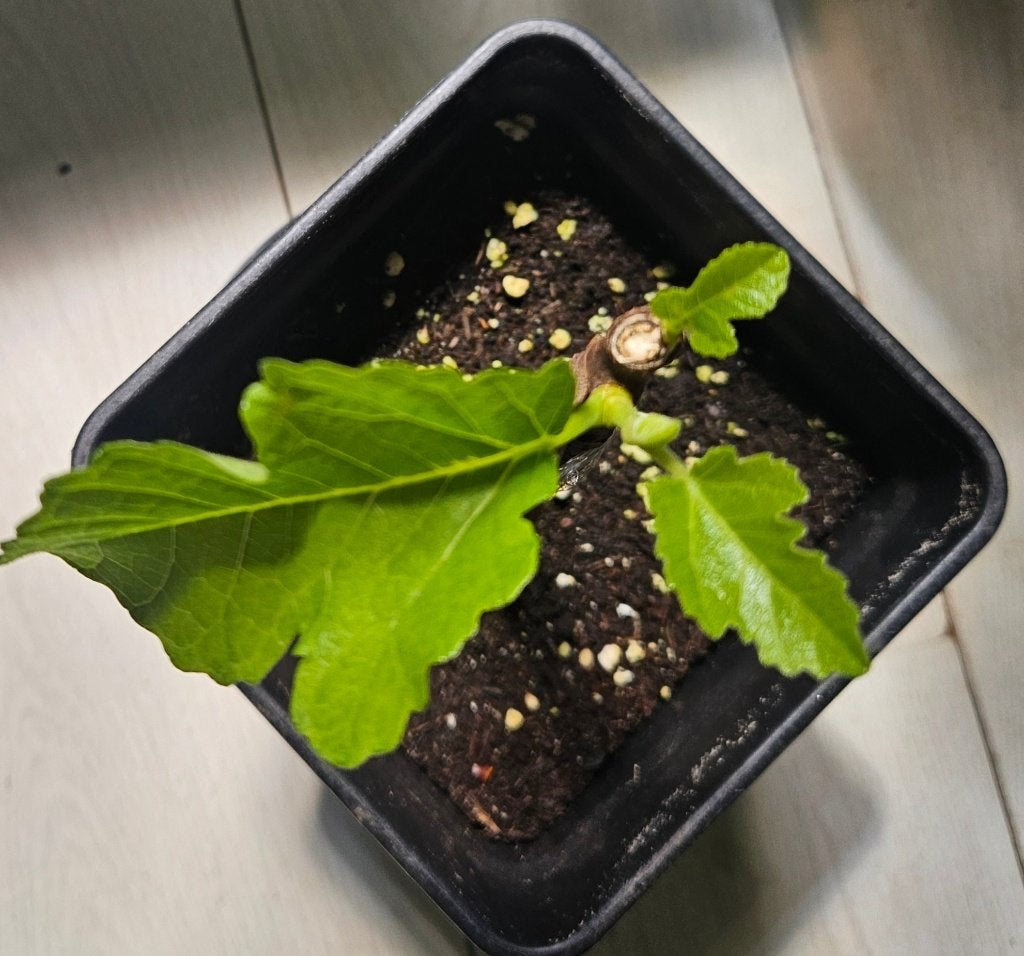 Vijgenboom "Black Madeira", Ophalen, Minder dan 100 cm, Volle zon, In pot