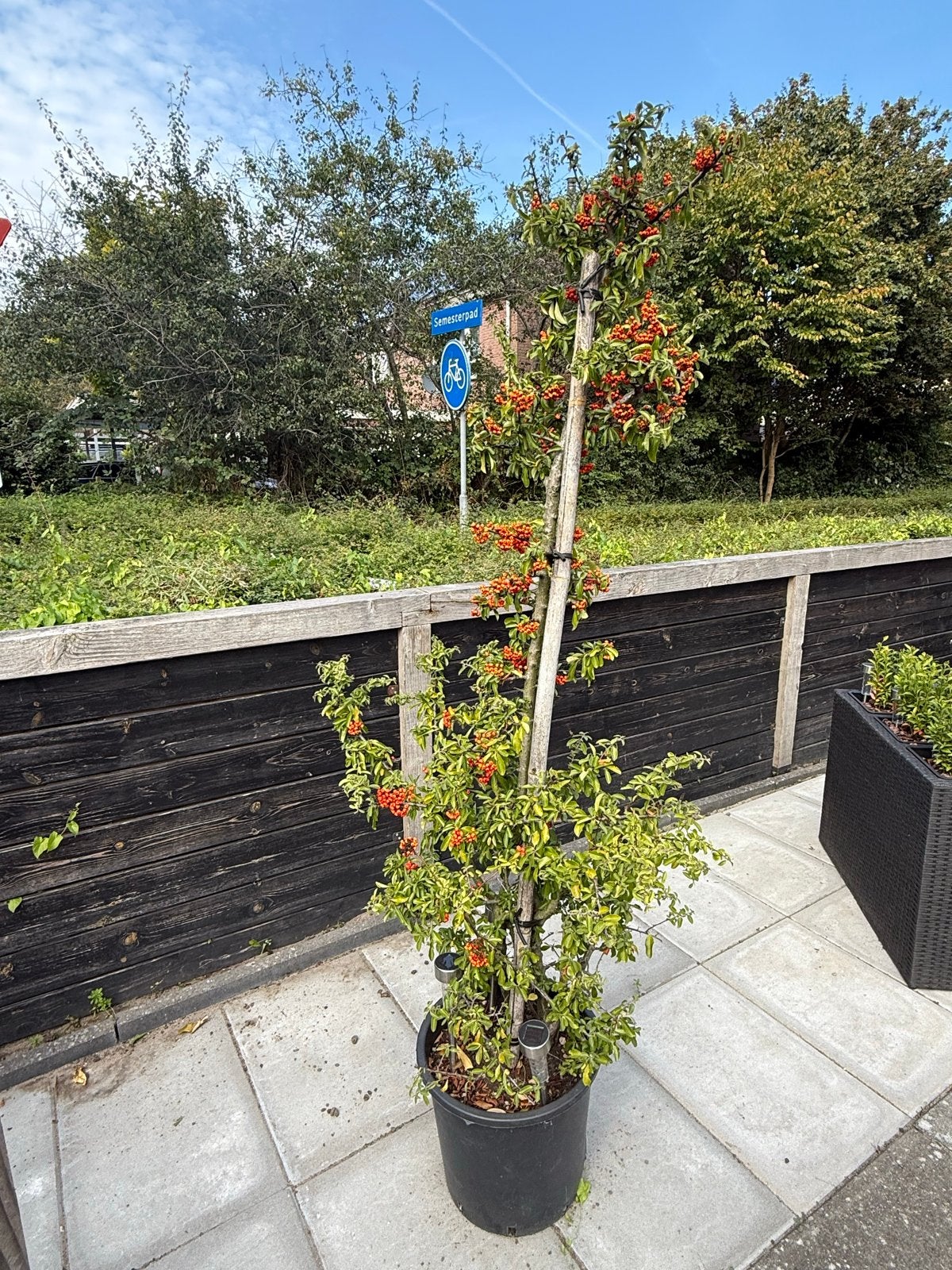 Pyracantha Vuurdoorn Klimplant - Oranje Bessen, Ophalen, Volle zon, Vaste plant, Klimplanten