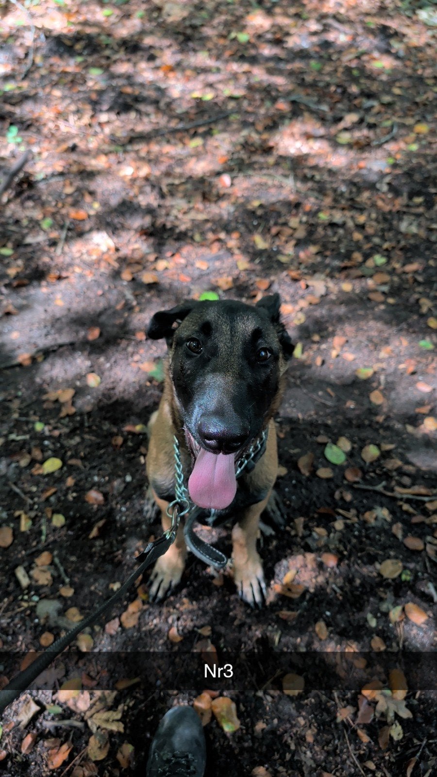 werklijn pup 4 maanden oud , Mechelse herder, 15 weken tot 1 jaar, Reu, Parvo, Eén hond