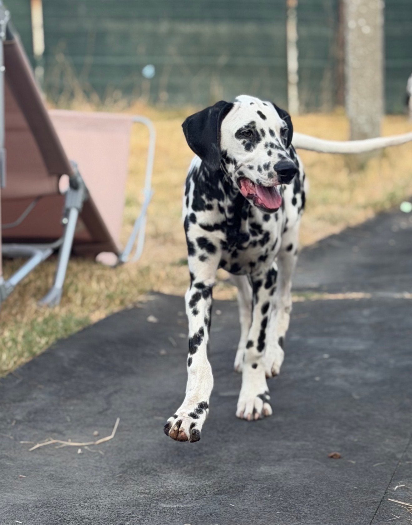 Drie prachtige Dalmatiërs – 4 maanden, 15 weken tot 1 jaar, Dalmatiër, Reu, Parvo