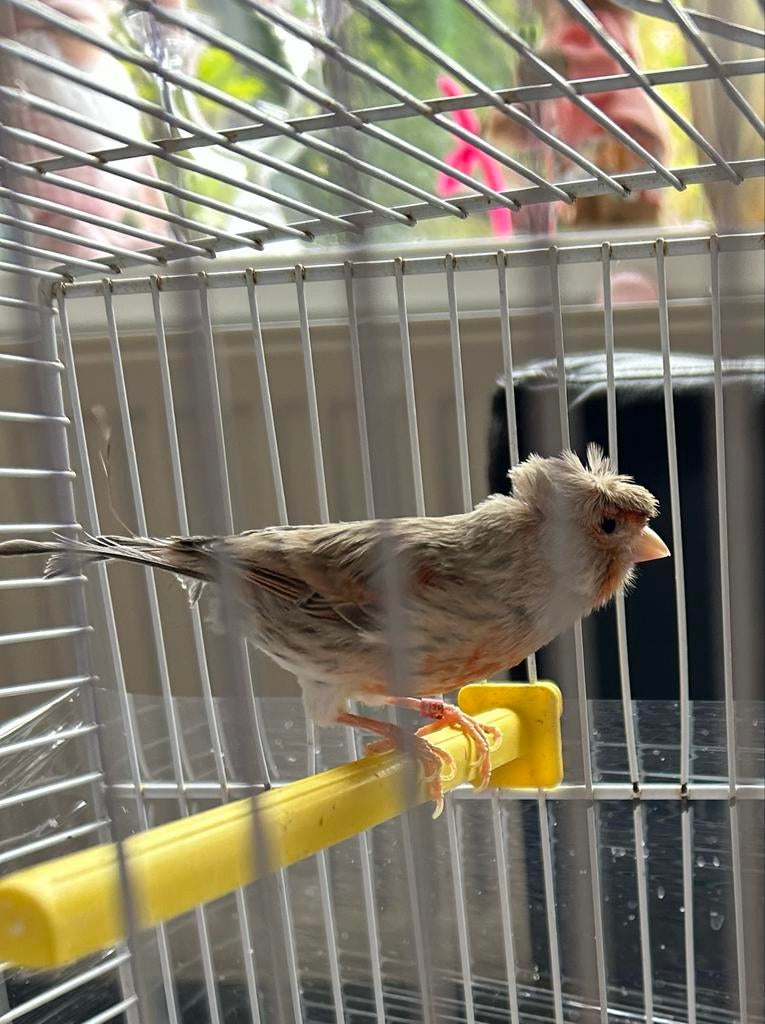 Kanarie. Pop, Dieren en Toebehoren, Vogels | Overige Vogels, Vrouwelijk