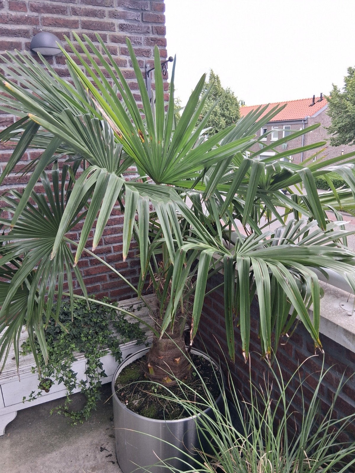 Grote palm, Volle zon, Bloeit niet, Verzenden, Overige soorten