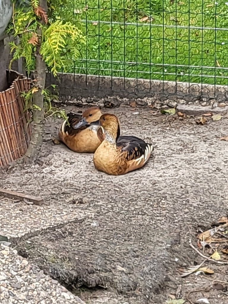 koppel gele fluiteenden boomeenden eend siereenden, Dieren en Toebehoren, Meerdere dieren, Eend