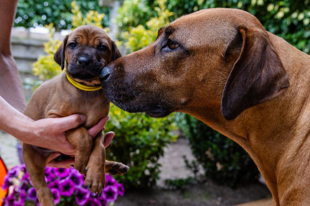 Rhodesian Ridgeback pups NESTAANKONDIGING, Parvo, Overige rassen, 8 tot 15 weken, Meerdere