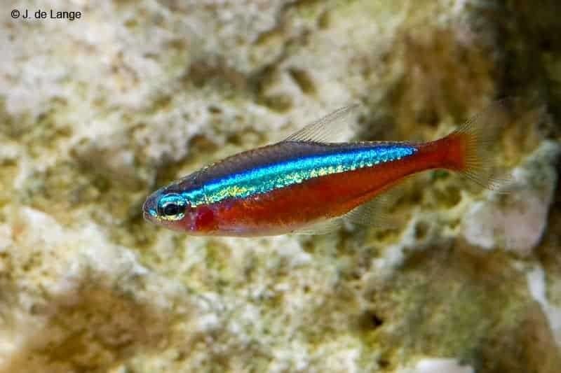 nog enkele tetra,s te koop 4cm gaan alleen samen weg, Vis, Zoetwatervis, Schoolvis