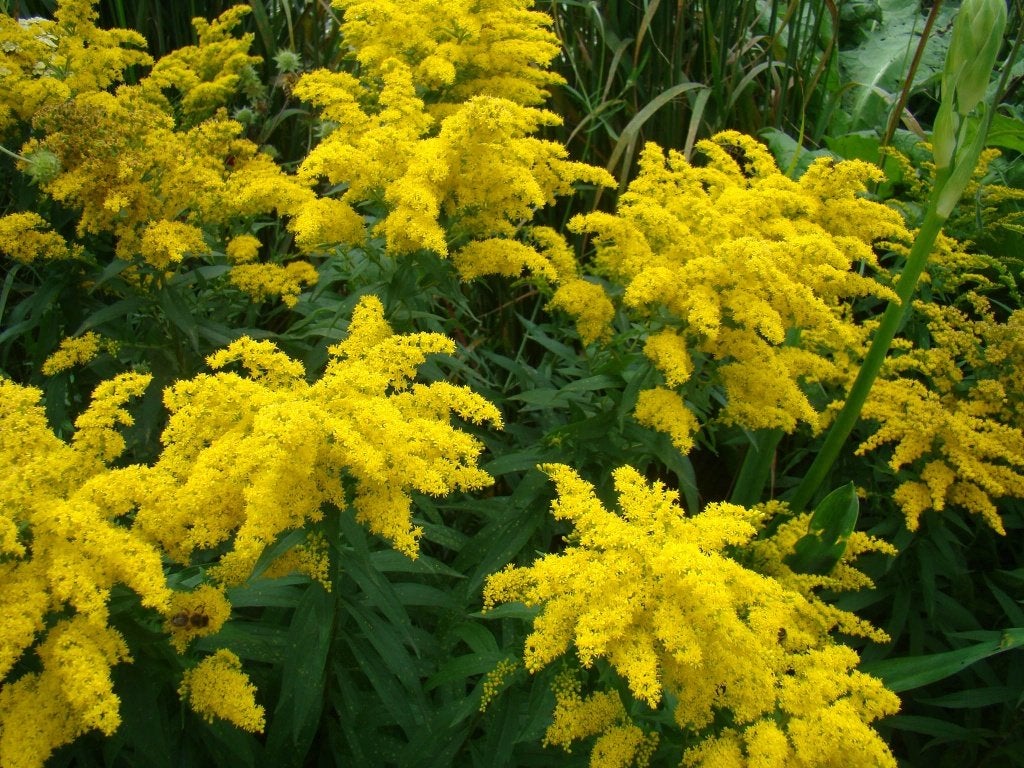 Vaste plant : Guldenroede 2 euro, Tuin en Terras, Planten | Tuinplanten, Volle zon, Vaste plant, Zomer, Ophalen