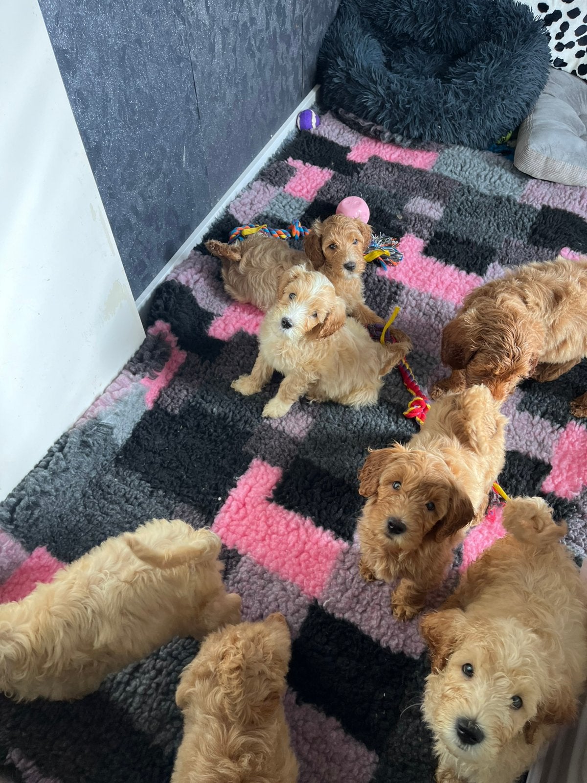 Australia labradoodle, Overige rassen, CDV (hondenziekte), 8 tot 15 weken, Meerdere