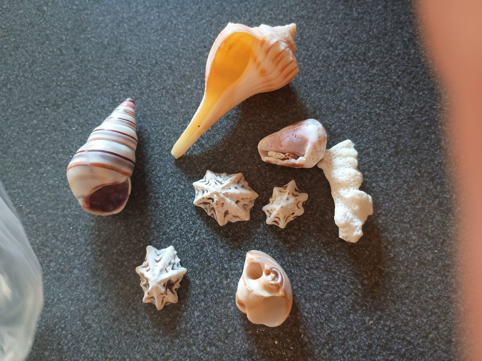 Bijzondere mini schelpen en koraal uit Florida, Ophalen of Verzenden