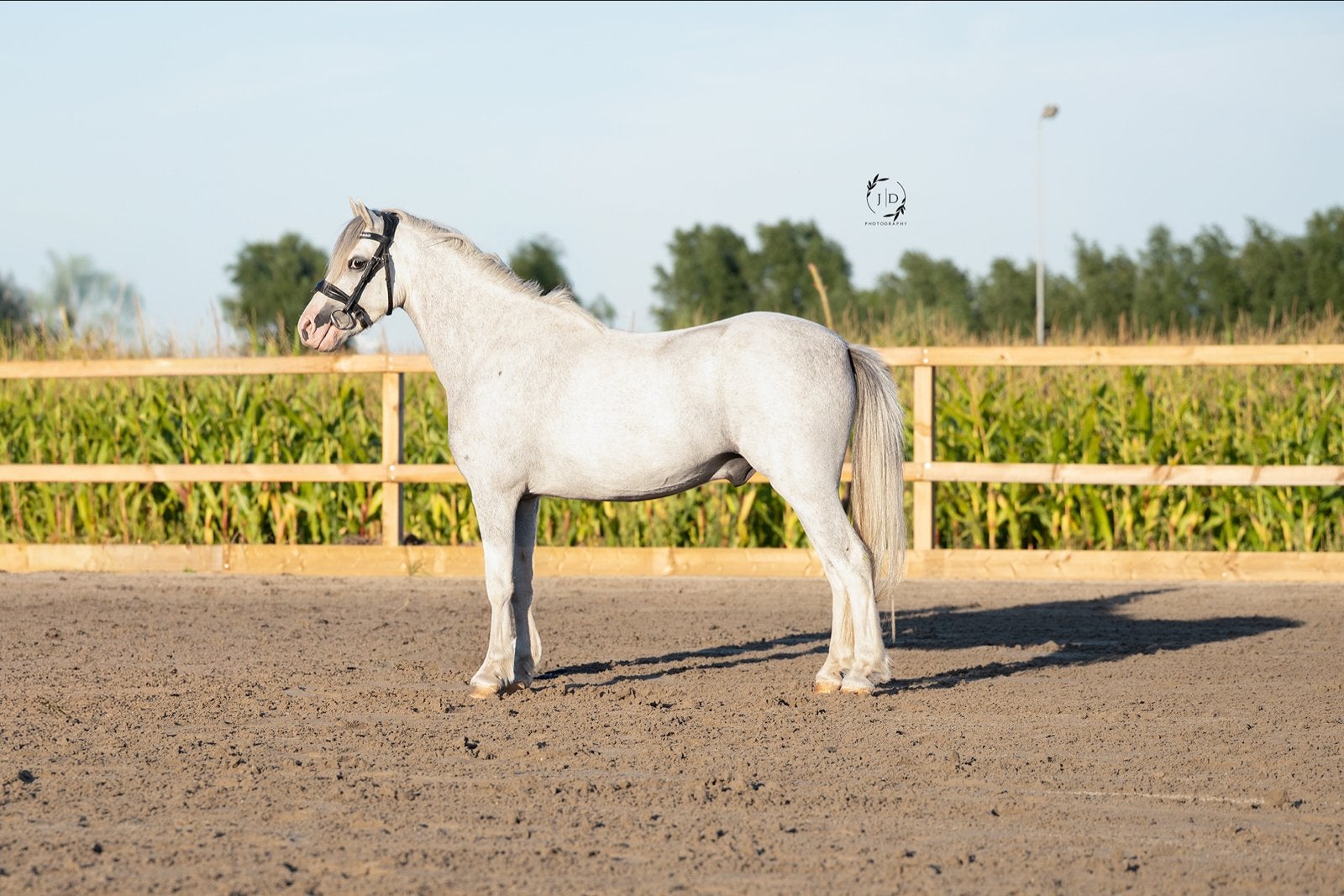Menpony - 4 jaar - Welsh ruin (moet deze week weg), Dieren en Toebehoren, Ruin, 3 tot 6 jaar