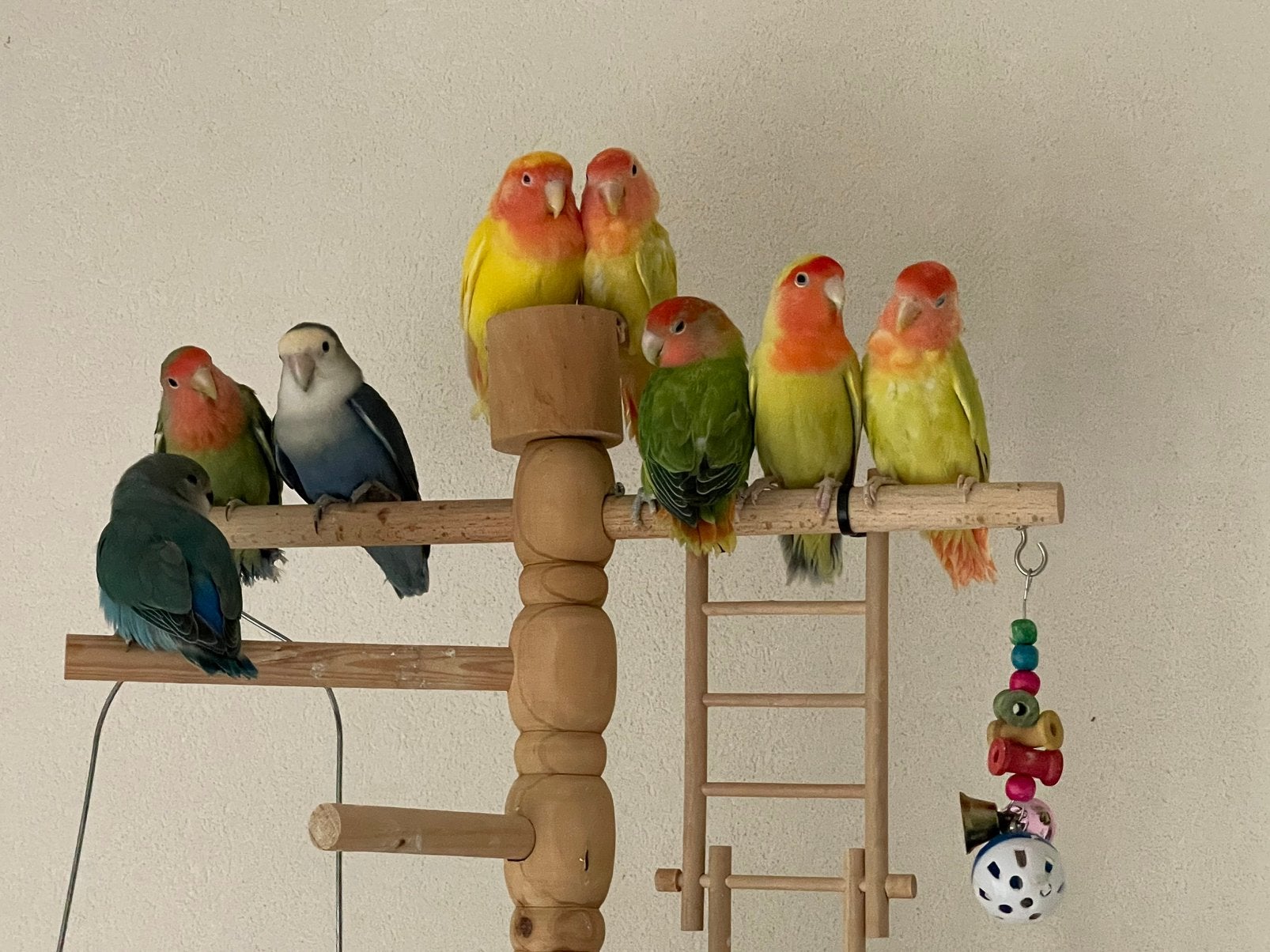 Prachtige Lieve Agapornis Dwergpapegaai Lovebird Handtam, Meerdere dieren, Dwergpapegaai of Agapornis, Tam