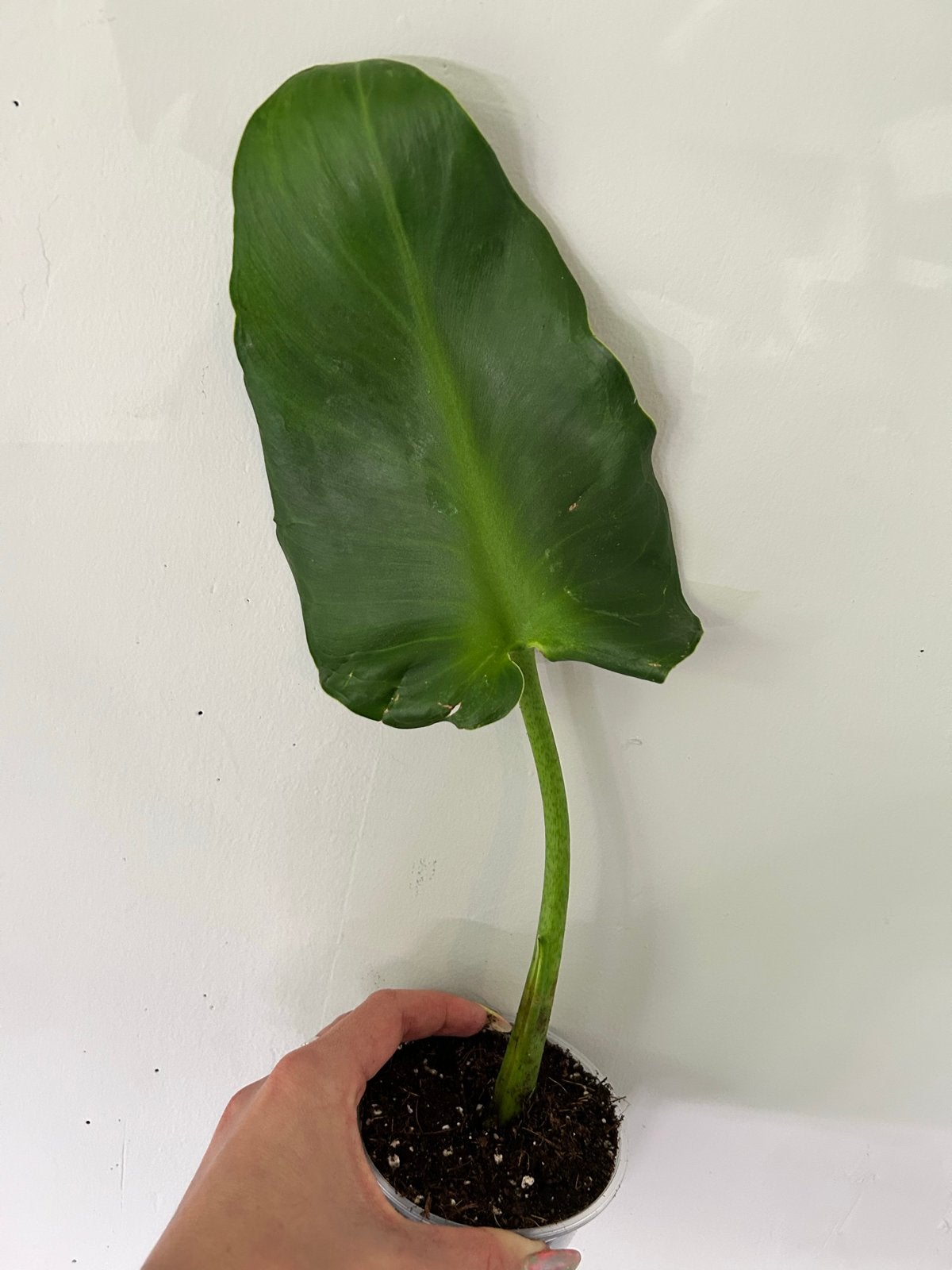 Philodendron rugosum - Unieke gerimpelde bladeren, Ophalen of Verzenden, Halfschaduw, Minder dan 100 cm