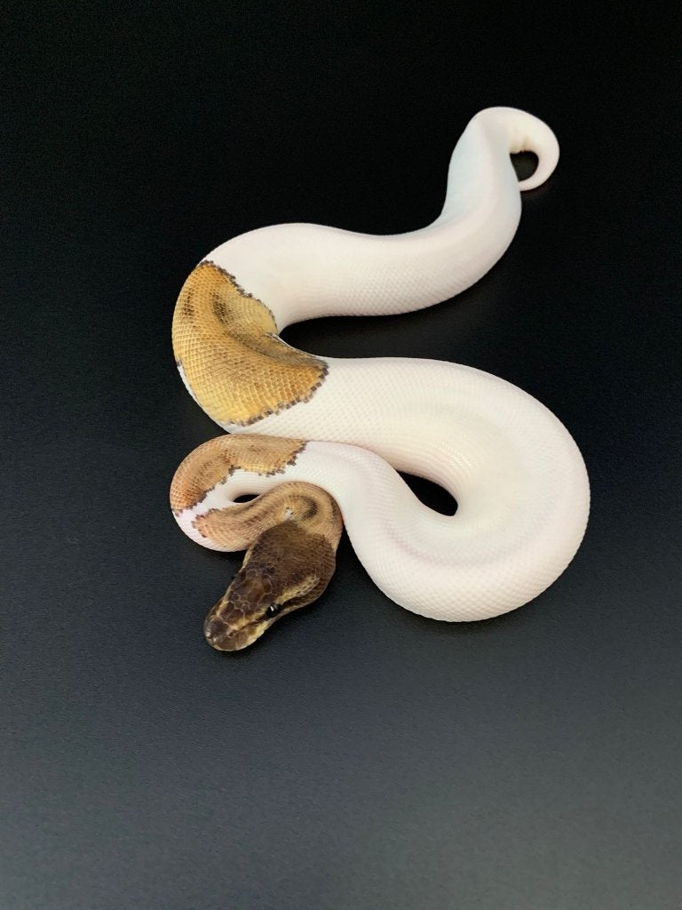 1.0 mojave piebald 66% het DG python regius Ball Python - male for sale from DemonSnakes