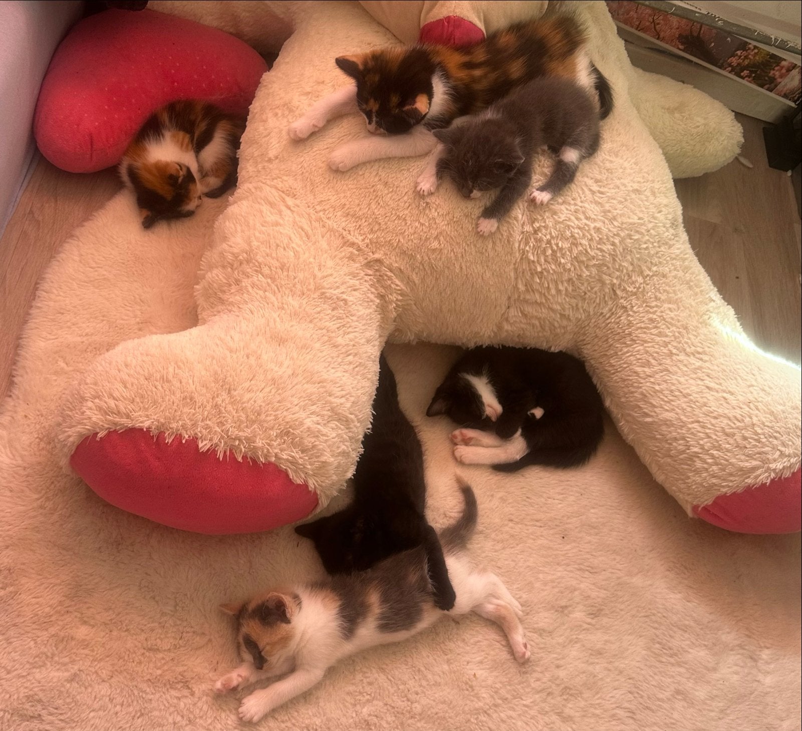 Lieve kittens mogen nestje verlaten, Meerdere dieren