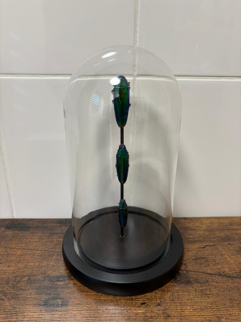 Geprepareerde kevers in een glazen stolp, Verzamelen, Ophalen of Verzenden, Insect, Opgezet dier