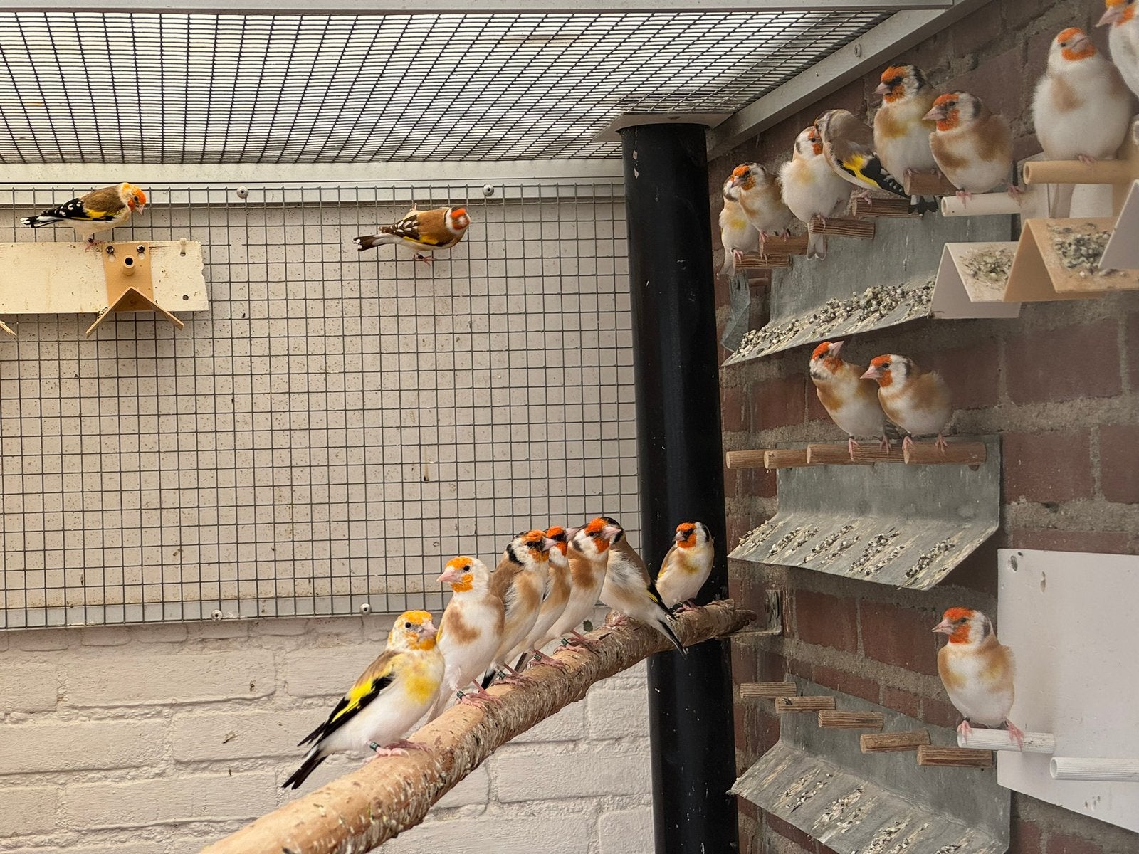 Te koop: prachtige majoor putters!, Meerdere dieren, Tropenvogel, Geringd