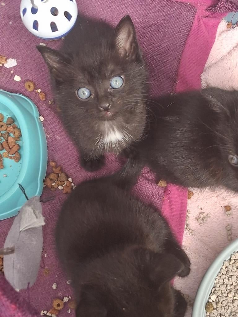 Lieve kittens zoeken goed huisje., Dieren en Toebehoren, Katten en Kittens | Overige Katten, Meerdere dieren, Kortharig, 0 tot 2 jaar