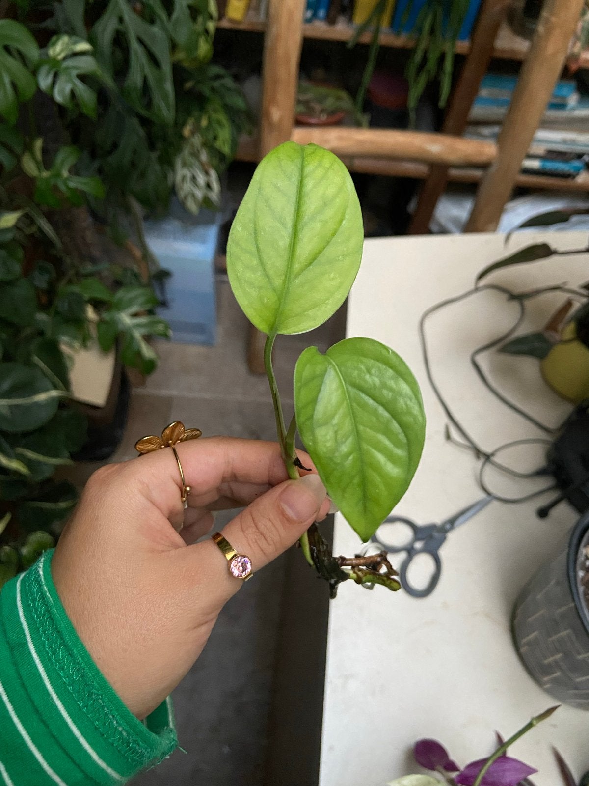 Epipremnum pinnatum gewortelde stek, Ophalen of Verzenden