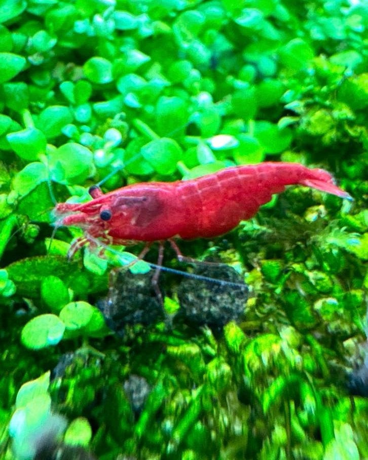 Bloody mary neocaridina garnaal., Ophalen of Verzenden, Nieuw, Overige typen