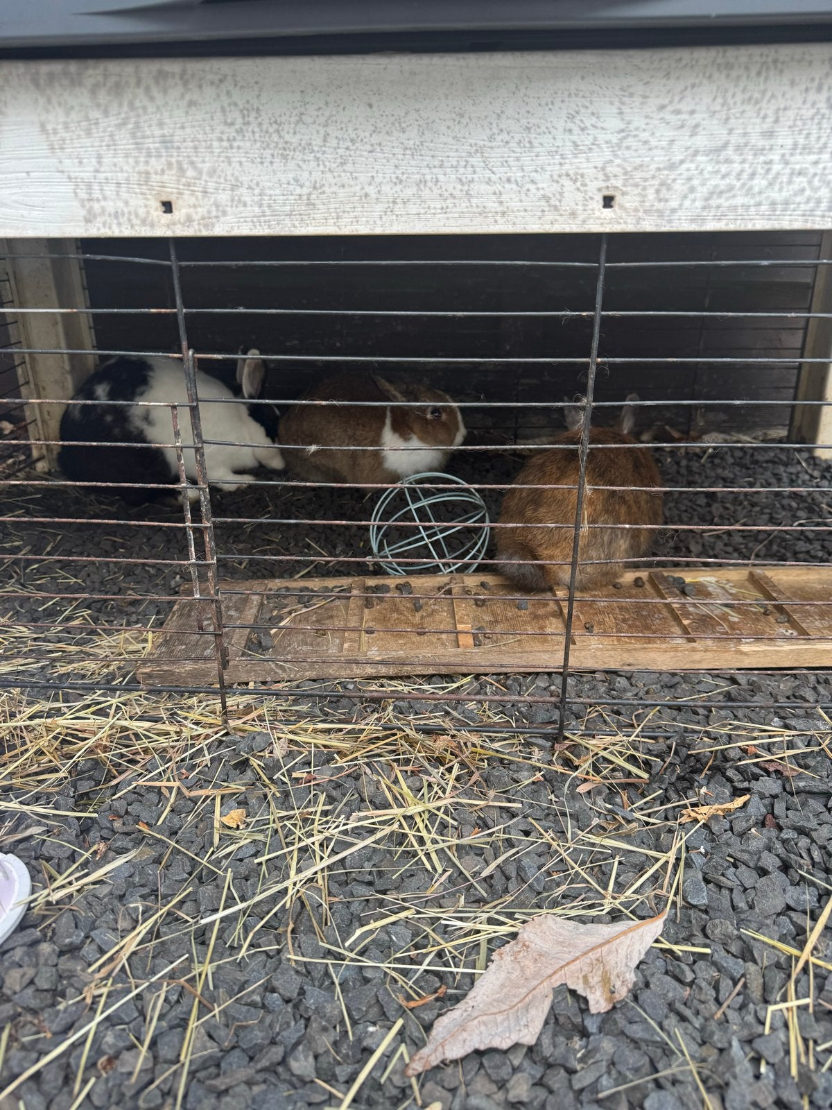 Konijntje ophalen, Dieren en Toebehoren