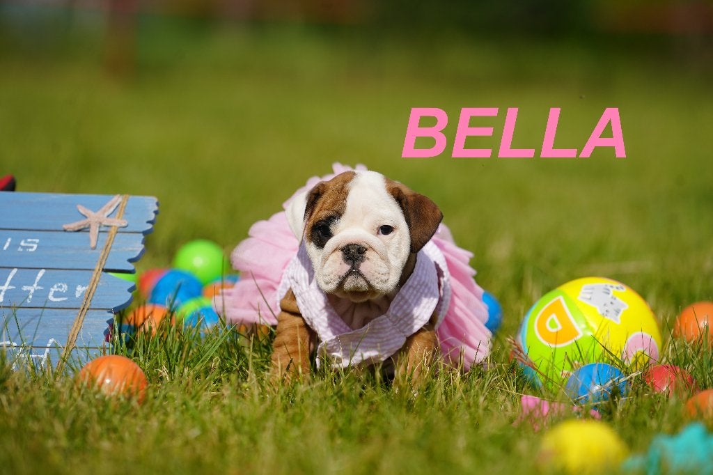 Prachtige en gezonde Engelse Bulldog puppy’, Dieren en Toebehoren, Honden | Bulldogs, Pinschers en Molossers, 8 tot 15 weken, Buitenland