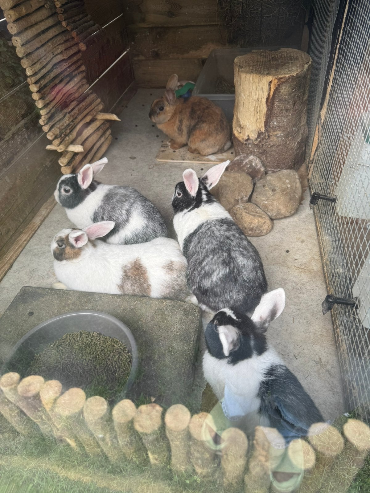 Lieve leuke dwergkonijntjes, Dieren en Toebehoren, Meerdere dieren, Dwerg