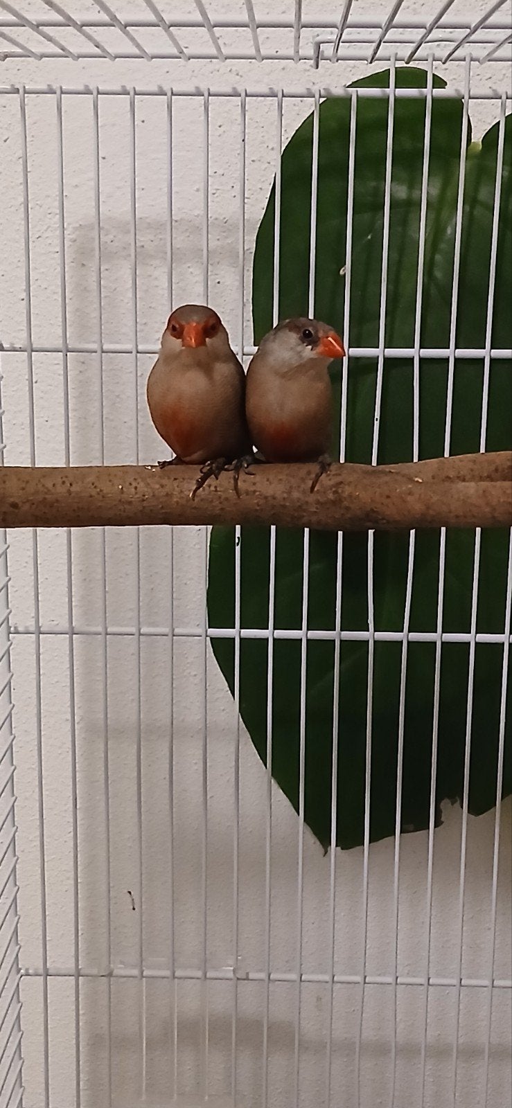 Koppeltje st helena fazantjes, Dieren en Toebehoren, Meerdere dieren, Tropenvogel, Geringd