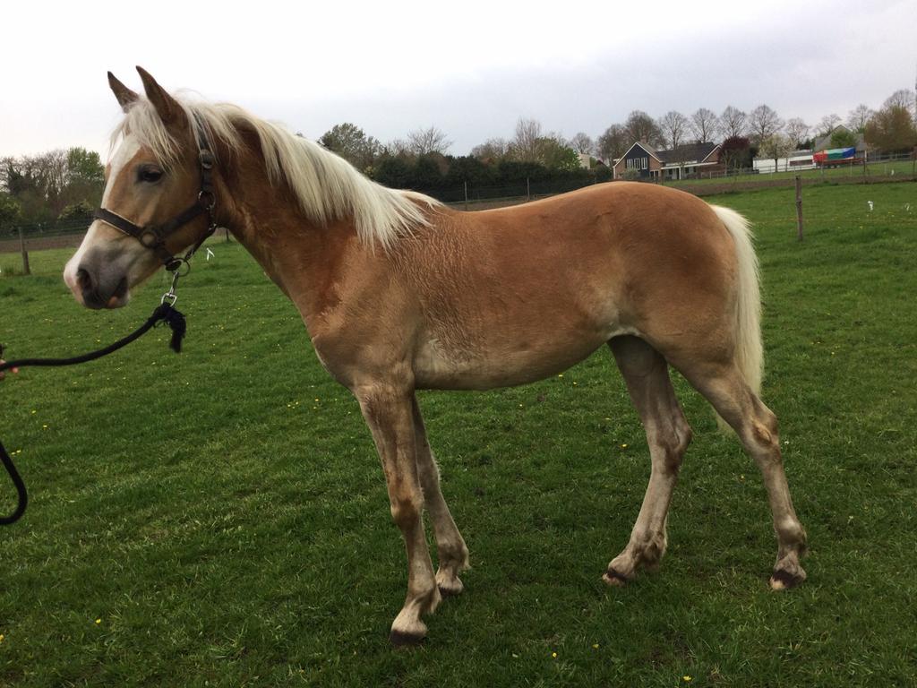 Zeer mooie Haflinger jaarling merrie, Dieren en Toebehoren, Paarden, Merrie, Minder dan 160 cm, Recreatiepaard, 0 tot 2 jaar